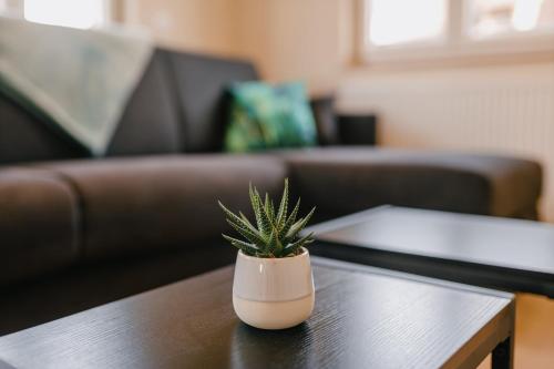 a plant sitting on top of a coffee table at Résidence Les Charmes in Boofzheim