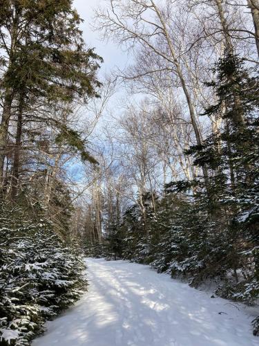 a snow covered road with trees on it at The Bird in Hand in Egerton