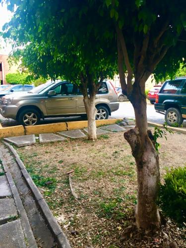 two trees on the side of a street with cars at Casa a 12 minutos de CIVAC Cuernavaca. in Atlacomulco