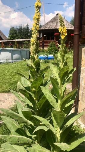 Κήπος έξω από το Cottage PolyaNitsa окремий котедж з каміном