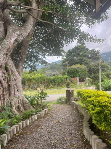 a tree in a garden with a road at Vista Boquete Apartments in Bajo Boquete