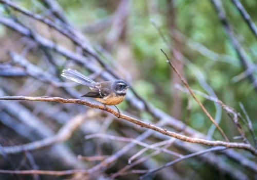 a small bird sitting on a tree branch at Mākoha PurePod in Kerikeri