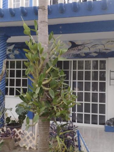 Gallery image of Las Palapas de Punta Allen in Punta Allen