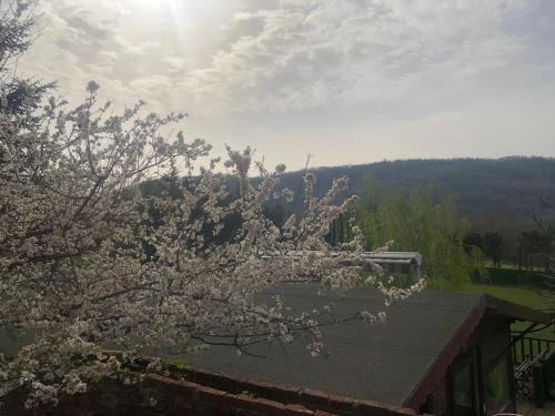 a tree with white flowers on top of a house at Hermes Country Club in Beykoz