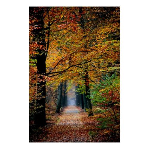 a path in the autumn forest with leaves on the ground at Charmante woning op rustig park met fietsen in Epe