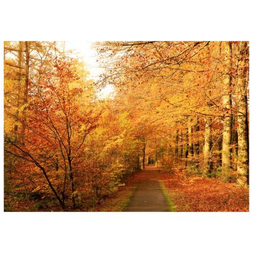 a path in a forest filled with autumn leaves at Charmante woning op rustig park met fietsen in Epe
