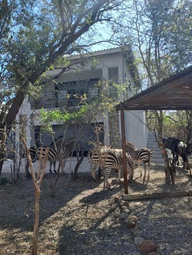 a group of zebras standing in front of a building at Giraffe Studio @ Kruger in Marloth Park