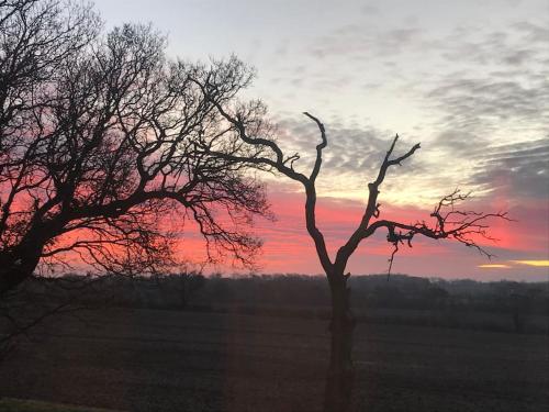 a tree in a field with a sunset in the background at Larks Rise in Bruisyard
