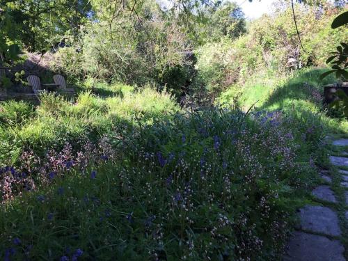 a garden with purple flowers and a path at Homer Old Spot in Marytavy