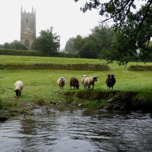 a group of sheep standing in a field next to a stream at Homer Old Spot in Marytavy