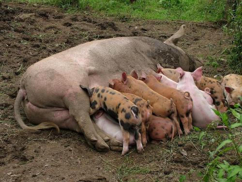 a group of pigs laying in the dirt at Homer Barn in Tavistock