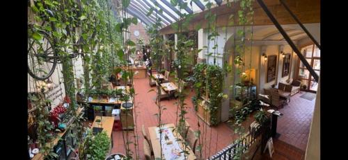 una habitación llena de muchas plantas en un edificio en Pensiunea Gasthaus Alte Post, en Sighişoara