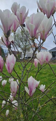 a magnolia tree with pink flowers in a field at Verborgen Parel aan de Rotte in Rotterdam