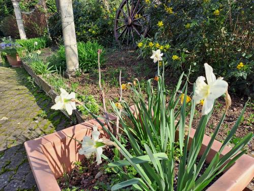 a garden with white flowers in a pot at GRAZZANO ANTICA STAZIONE in Grazzano Visconti