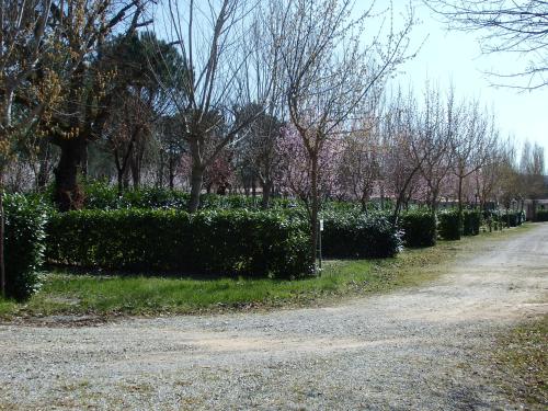 a row of bushes and trees on the side of a road at Camping Village la Chiocciola in Capannole