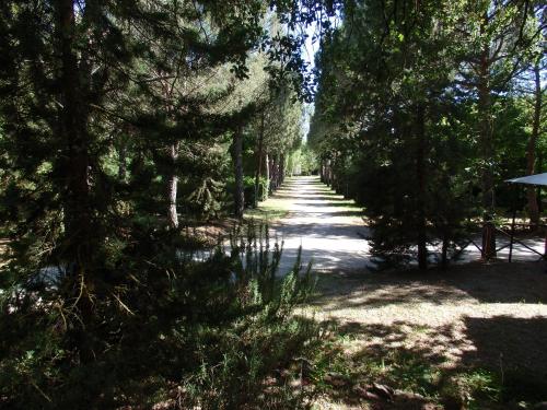 a tree lined path with a lot of trees at Camping Village la Chiocciola in Capannole