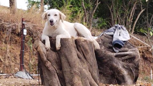 a white dog laying on top of a rock at The Wai Hills MTDC Approved in Wai