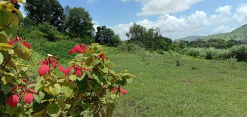 a bush with red flowers in a field at The Wai Hills MTDC Approved in Wai