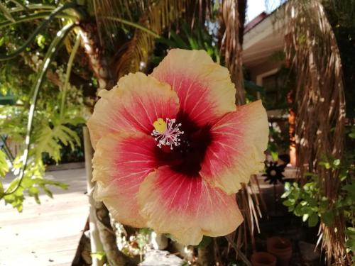 Fotografie z fotogalerie ubytování De Hollandsche Molen v destinaci Hou Moed
