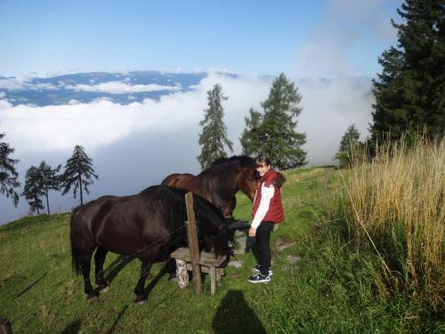 a person standing next to two horses in a field at Hotel Garni Gästehaus Karin in Sankt Stefan im Lavanttal