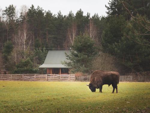 Leśna 21 Dom Północ przy PUSZCZA BIAŁOWIESKA