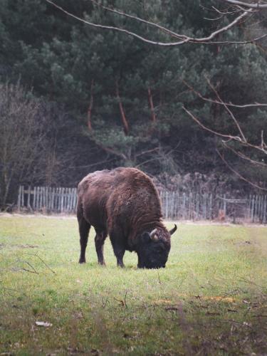 a brown bull grazing in a field of grass at Jarzębinowa - Dom do wynajęcia na Podlasiu in Łuka