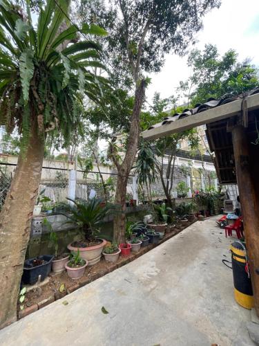 a patio with a bunch of potted plants and trees at Homestay Nature in Na Hang