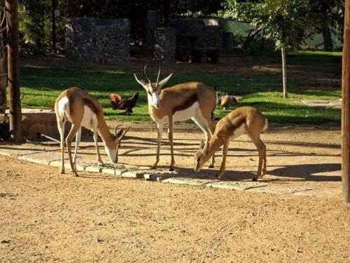 a group of gazelles standing around in the dirt at Oasis Country Lodge in Klawer
