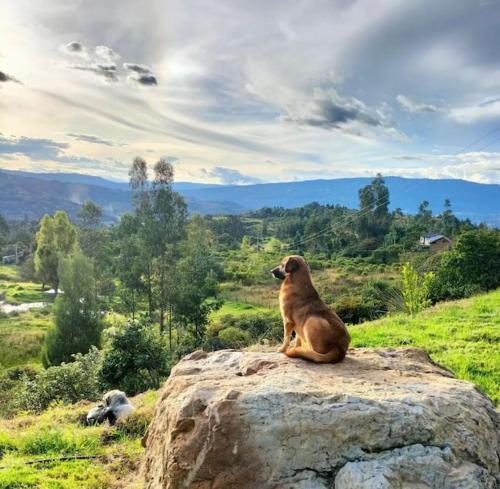 un chien assis au sommet d'un rocher dans l'établissement Eco Cabaña Guayacán Ráquira, à Ráquira