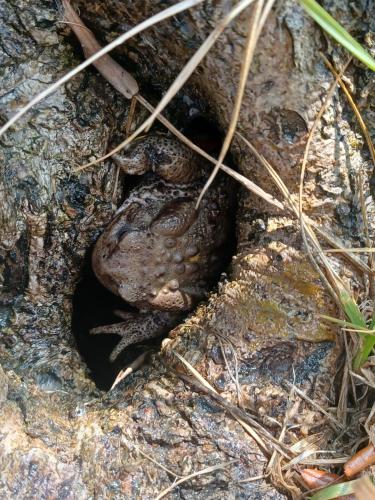 a frog sitting on a rock in the water at Regina di Cuori Rooms in SantʼElpidio a Mare