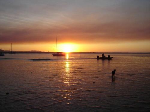a dog standing in the water at sunset at McLeods - Three-Bedroom, Pet-Friendly Coastal Escape in Central Agnes Water in Agnes Water