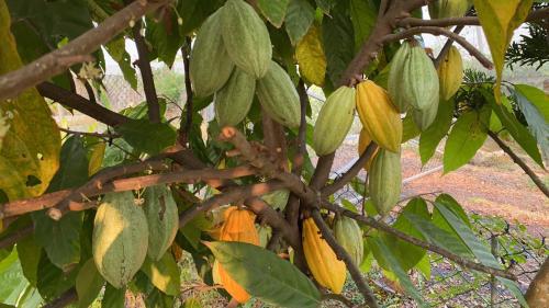 a bunch of bananas hanging from a tree at 近萬巒豬腳街養生民宿 in Chaozhou