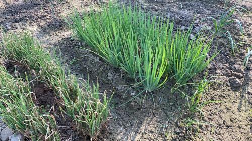 a couple of plants growing in the dirt at 近萬巒豬腳街養生民宿 in Chaozhou