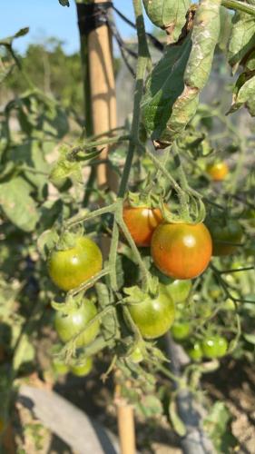 a group of tomatoes growing on a plant at 近萬巒豬腳街養生民宿 in Chaozhou