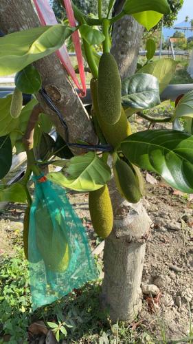a bag of fruit hanging from a tree at 近萬巒豬腳街養生民宿 in Chaozhou