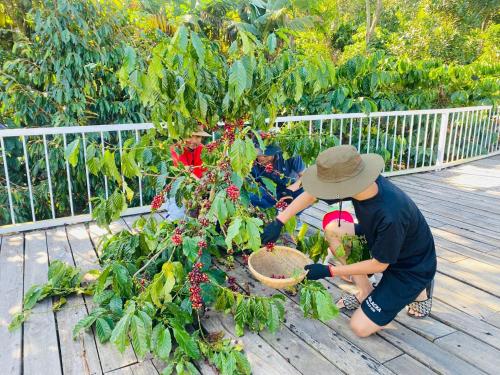 a man working in a garden with a plant at Tám Trình Coffee Farm in Hoat