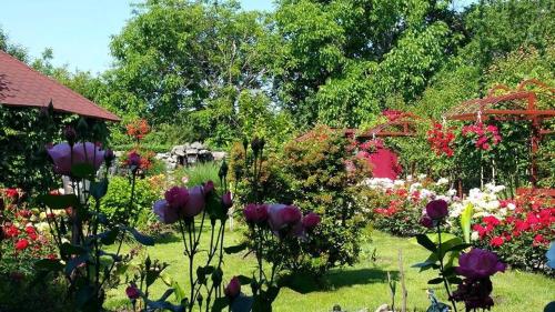 Pension Delia Gardens في تيميشوارا: حديقة بها زهور في العشب