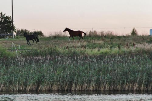 two horses running in a field near the water at Sodyba Brazylija in Taraldžiai