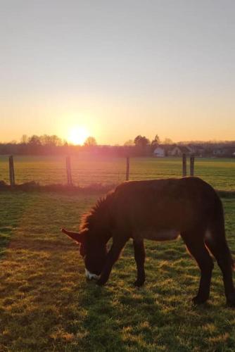 a brown horse grazing in a field at sunset at Grande Maison de plain pied avec jardin arboré. in Champignelles