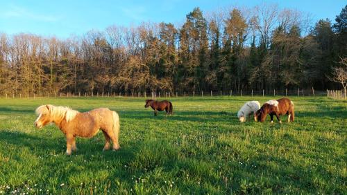un groupe de chevaux paissant dans un champ dans l'établissement Ferme des Petites Oreilles 4 étoiles, à Montignac