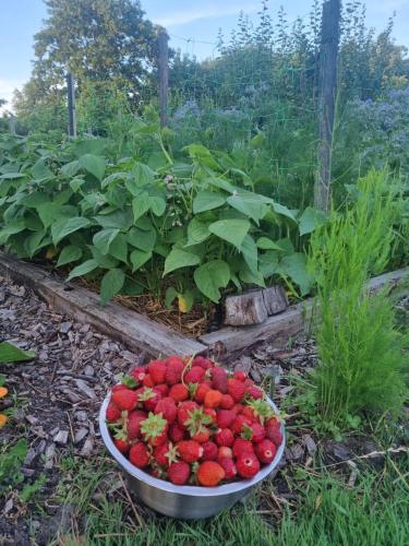 a bowl of strawberries sitting on the ground in a garden at Agroturystyka „Między Polami” in Zalewo