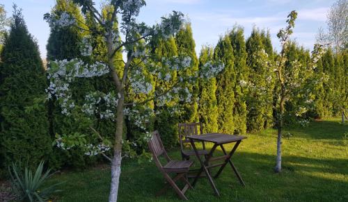 a picnic table and a chair next to a tree at Agroturystyka „Między Polami” in Zalewo