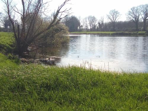 une masse d'eau avec des canards dans l'herbe dans l'établissement Bienvenu à la campagne, à La Roche-sur-Yon
