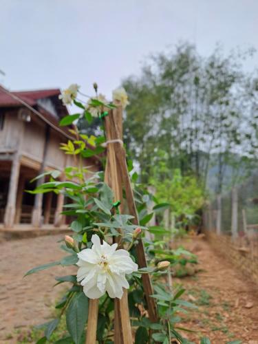 Hòa Bình的住宿－蒙比民宿，木栅栏上长着一朵白色花
