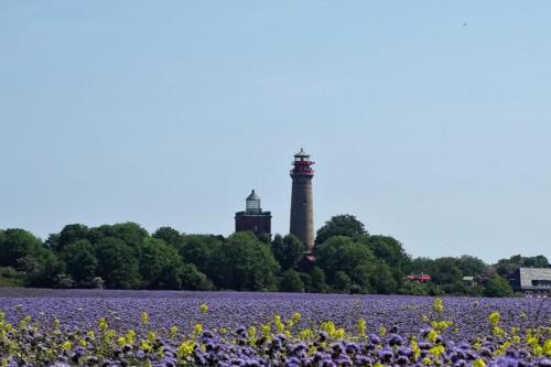 a field of purple flowers in front of a lighthouse at NEU! Ferienwohnung Arkona auf Rügen in Putgarten