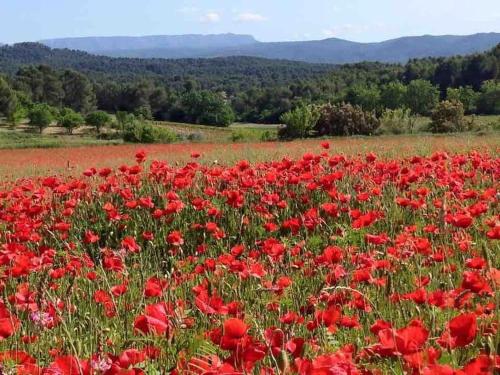 a field of red poppies in a field at Beau Duplex climatisé T3 vue panoramique Luberon in Pertuis