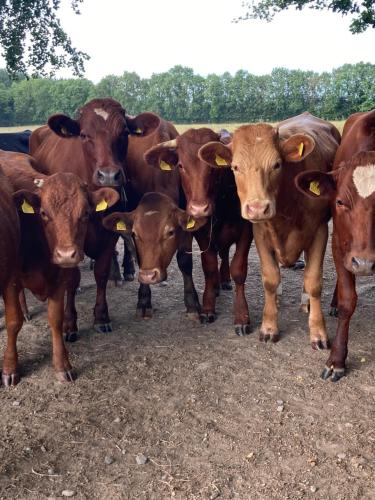a group of brown cows standing in a field at Inny River Lodge in Rathowen
