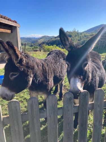 two donkeys are looking over a wooden fence at Gîte col de la lauze in Montferrier