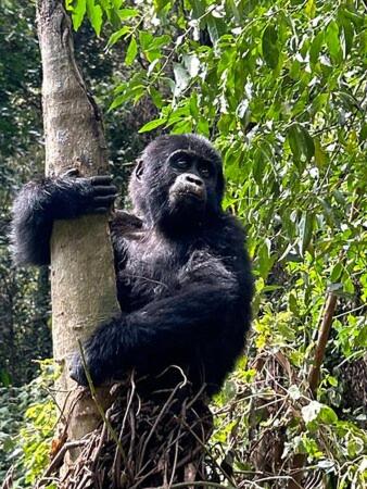 un gorila sentado al lado de un árbol en Kazinga Wilderness Queen Elizabeth NP, en Katunguru