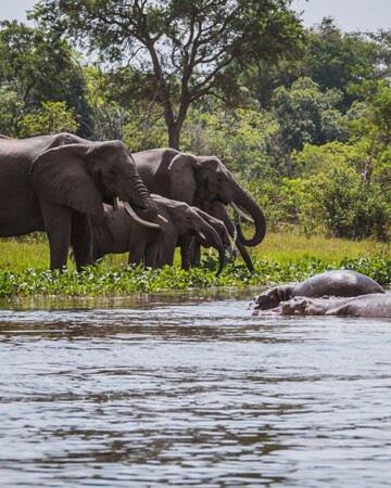 una manada de elefantes parados junto a un cuerpo de agua en Kazinga Wilderness Queen Elizabeth NP, en Katunguru